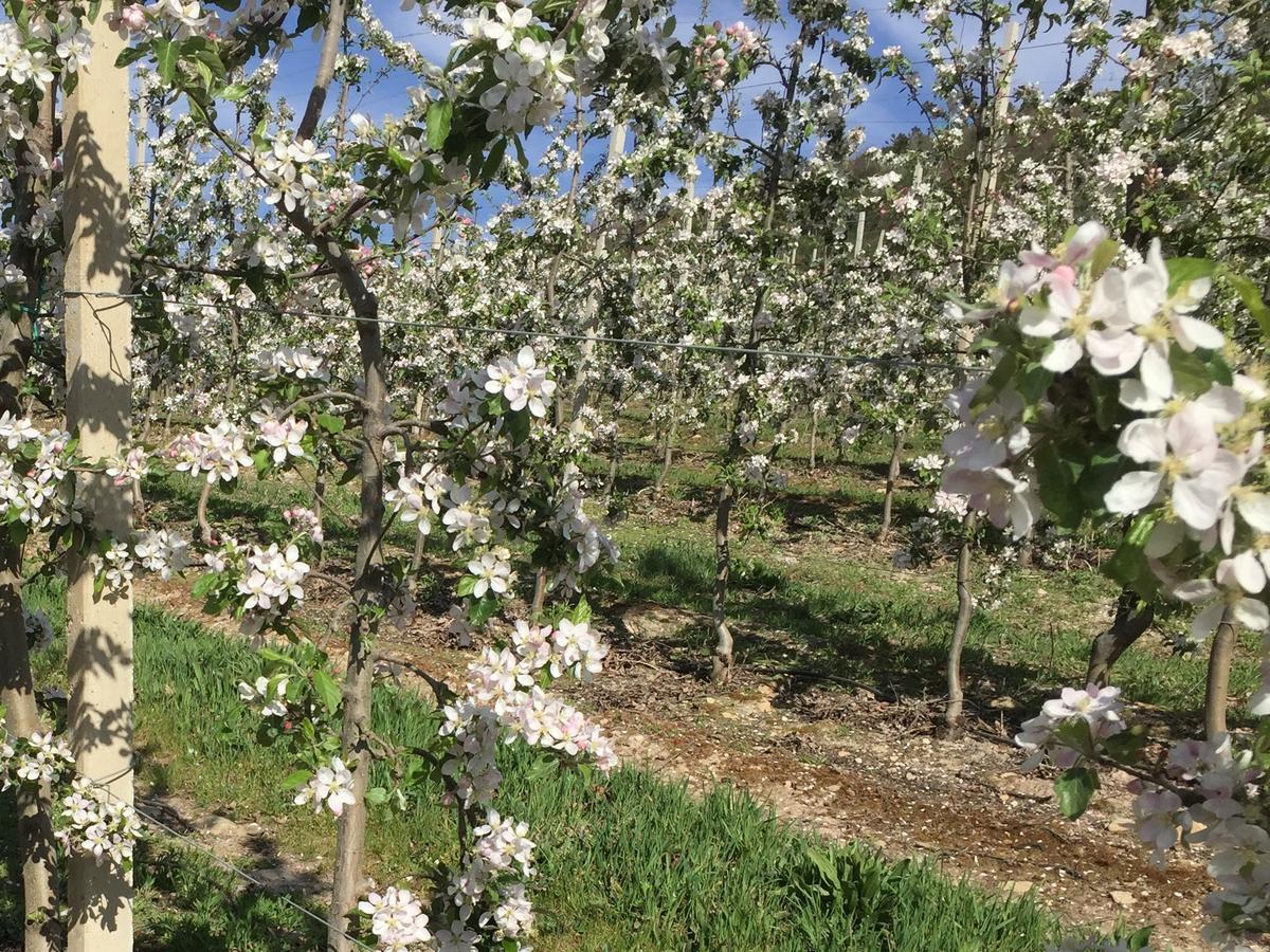 Aricera Quinta Bemboa Turismo Espaco Rural מראה חיצוני תמונה