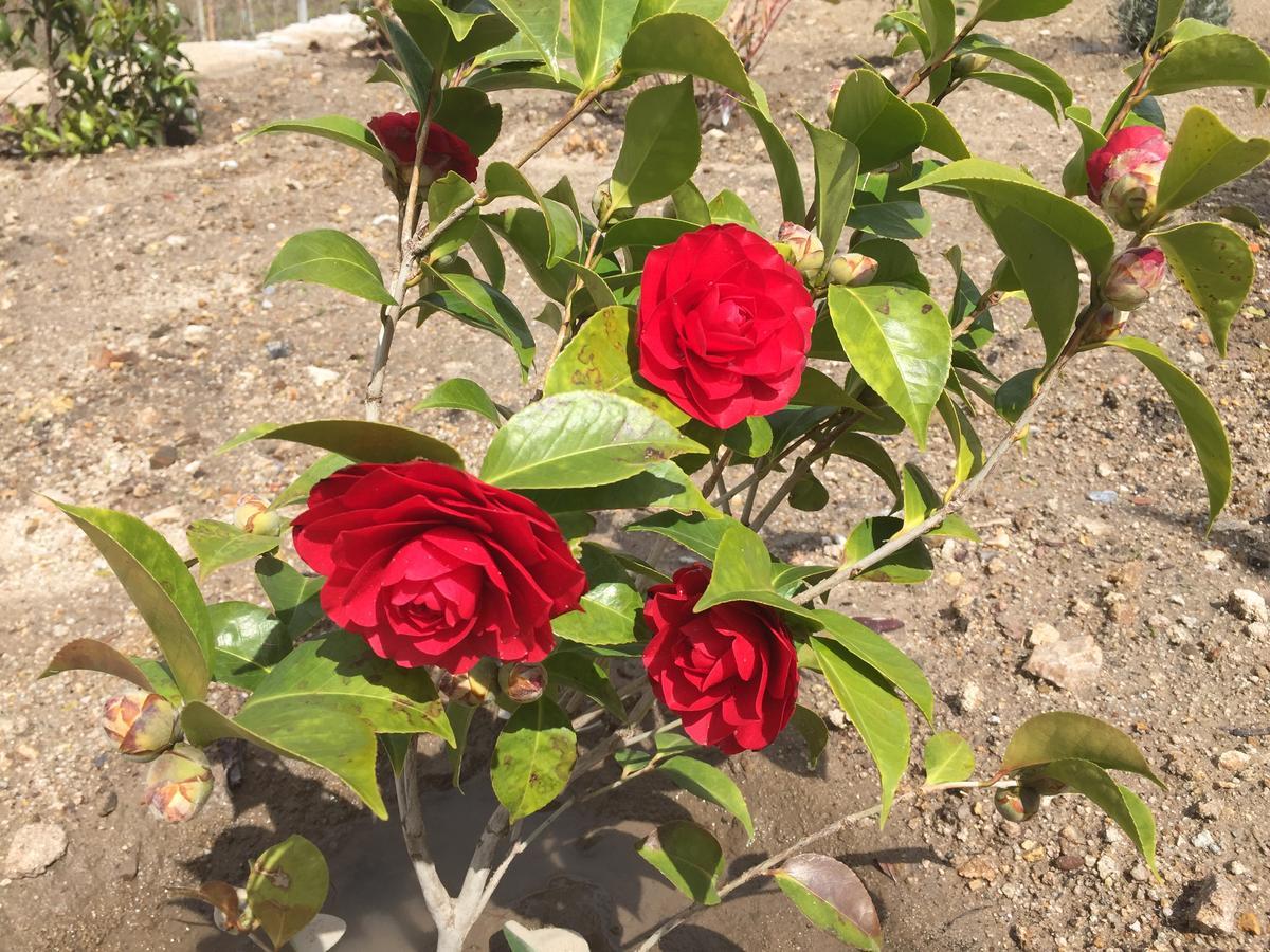 Aricera Quinta Bemboa Turismo Espaco Rural מראה חיצוני תמונה